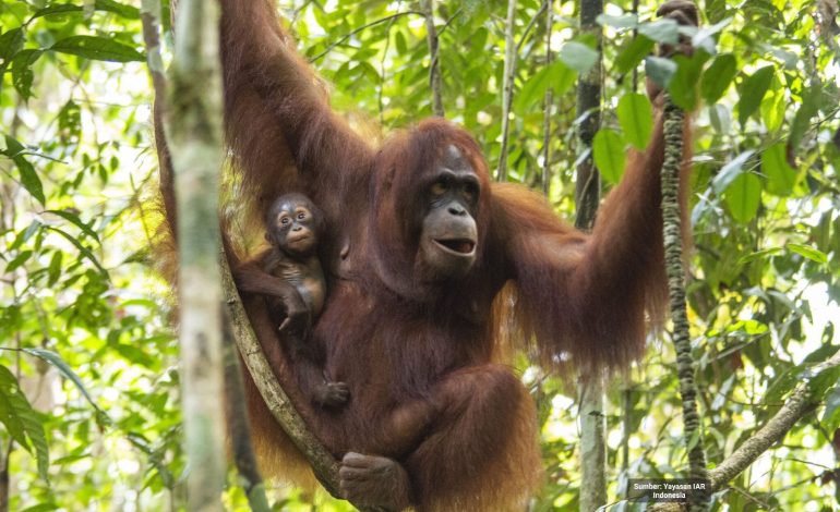 Orangutans and Language Barrier: Time Traveling through Central Kalimantan River