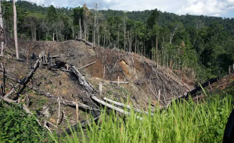 Melihat Hutan dari Pepohonan: Yang Ditawarkan Prabowo dan Jokowi