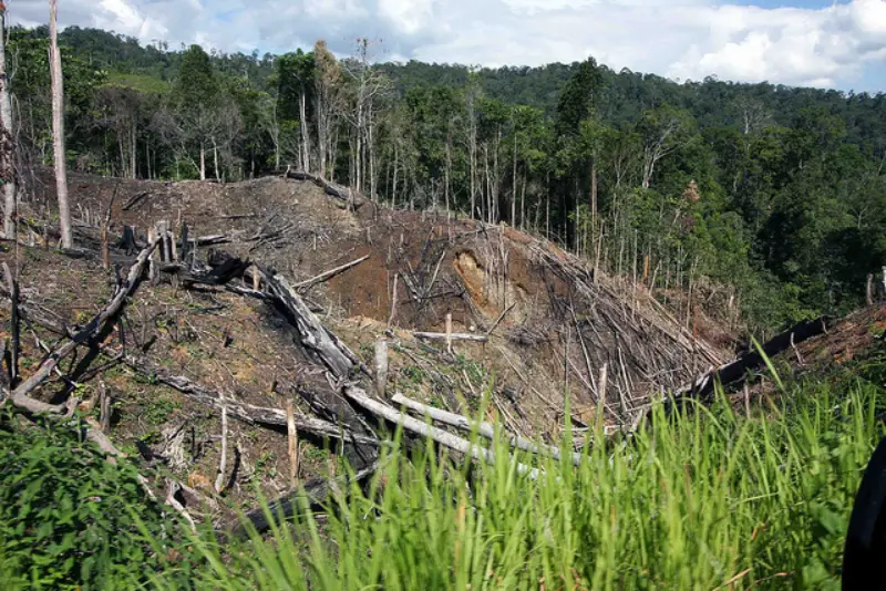 Melihat Hutan dari Pepohonan: Yang Ditawarkan Prabowo dan Jokowi