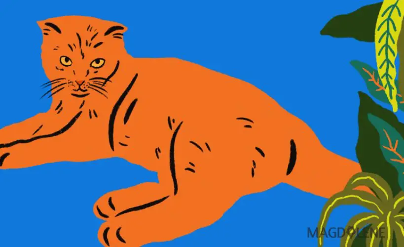 TikTok Says Orange Cats are ‘Dumb’, How True is That?