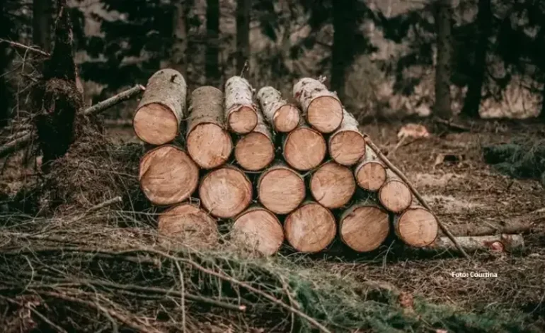 7 Perusahaan Diduga Jadi Biang Keladi Bencana Ekologis di Sumatera Utara 
