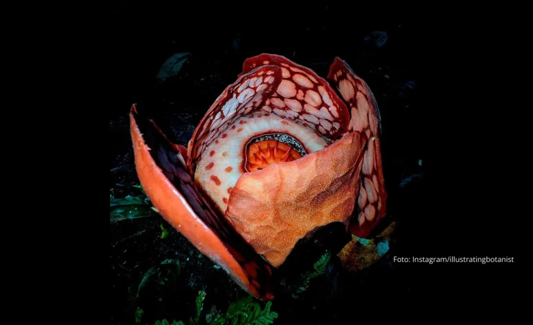 ‘White Savior’ dan Bias Kolonial dalam Temuan Bunga Langka Rafflesia hasseltii 