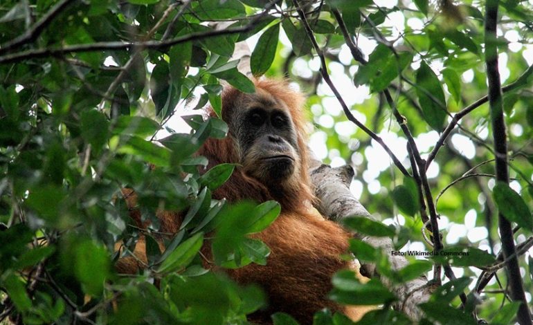 Tak Lagi Terlihat Pasca-Banjir, Orangutan Tapanuli Di Ambang Punah
