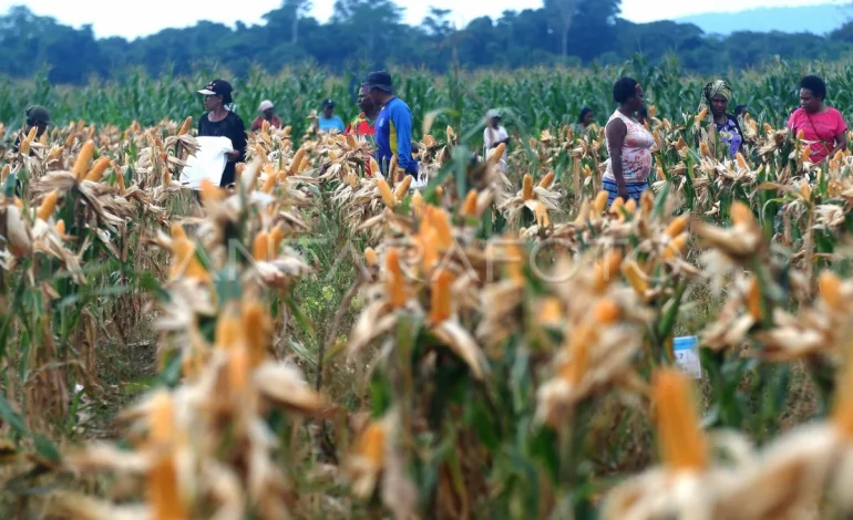 Lumbung Pangan untuk Negara, Piring Kosong untuk Mama Papua