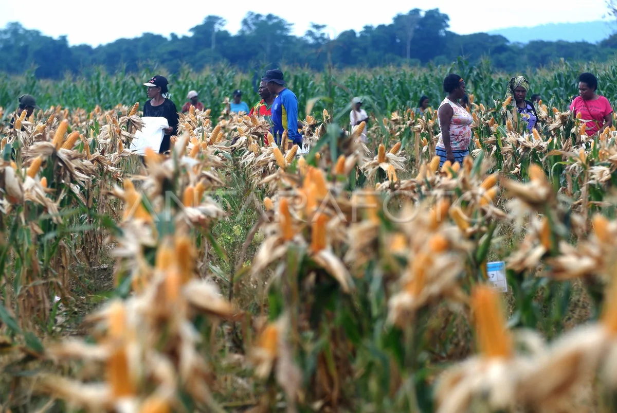 Lumbung Pangan untuk Negara, Piring Kosong untuk Mama Papua