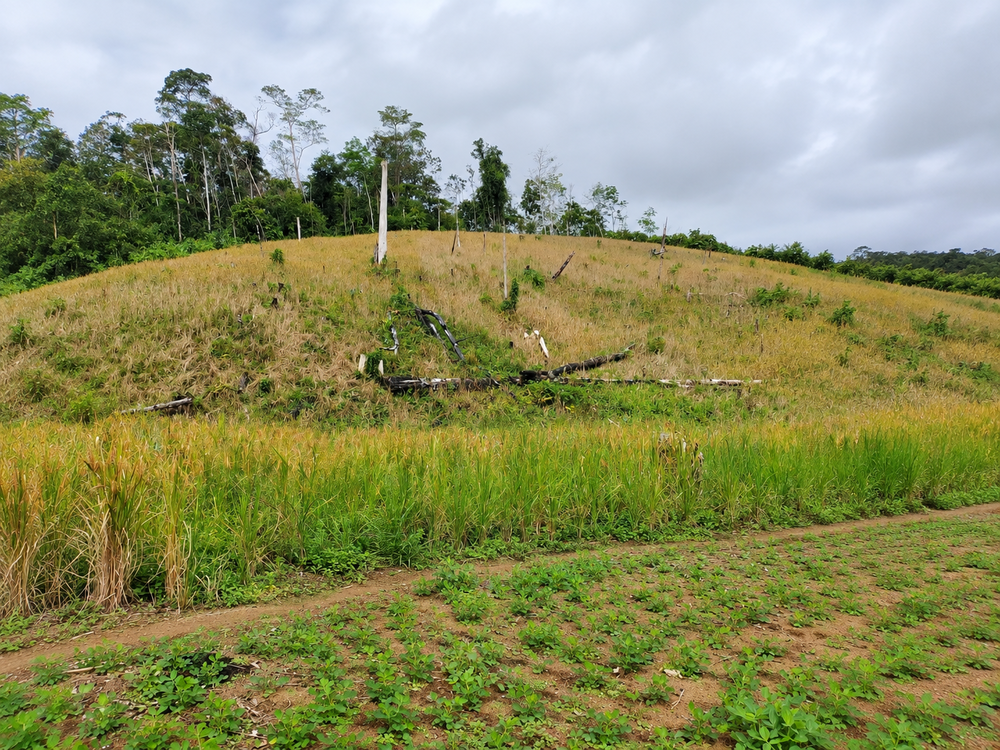 Menunggu Hujan di Ladang Ansok