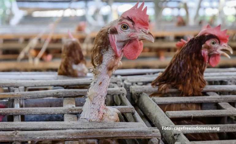 bahaya kandang baterai ayam