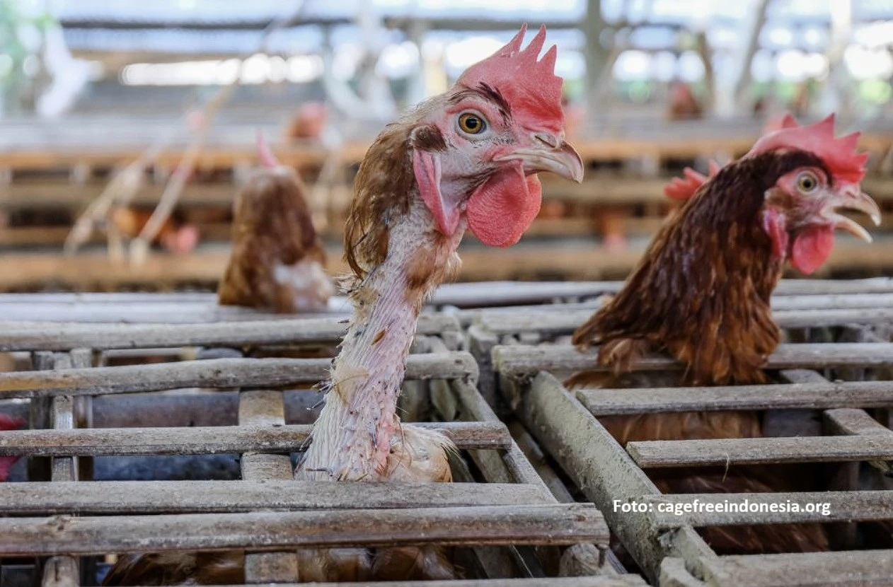 bahaya kandang baterai ayam