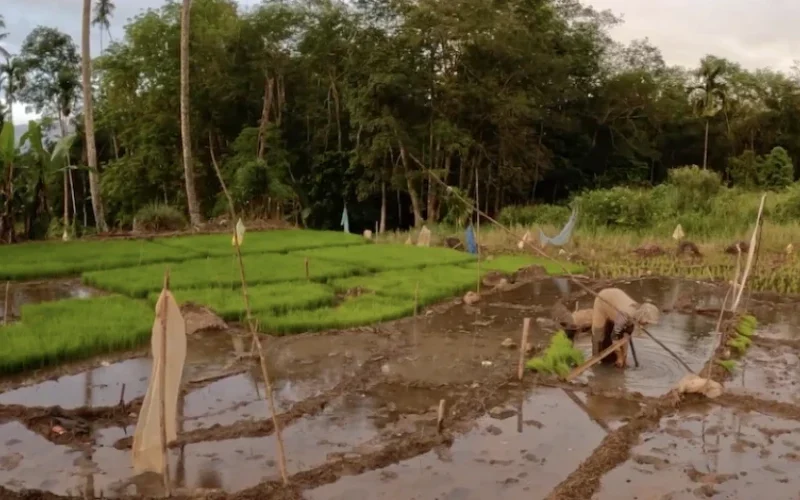 #HororPanasBumi: Kematian, Keracunan, dan Harga yang Harus Dibayar Perempuan di Sorik Marapi