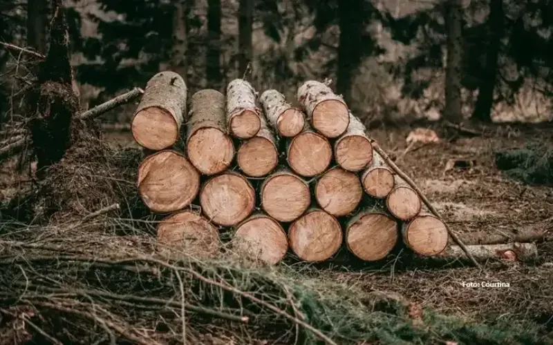 7 Perusahaan Diduga Jadi Biang Keladi Bencana Ekologis di Sumatera Utara 