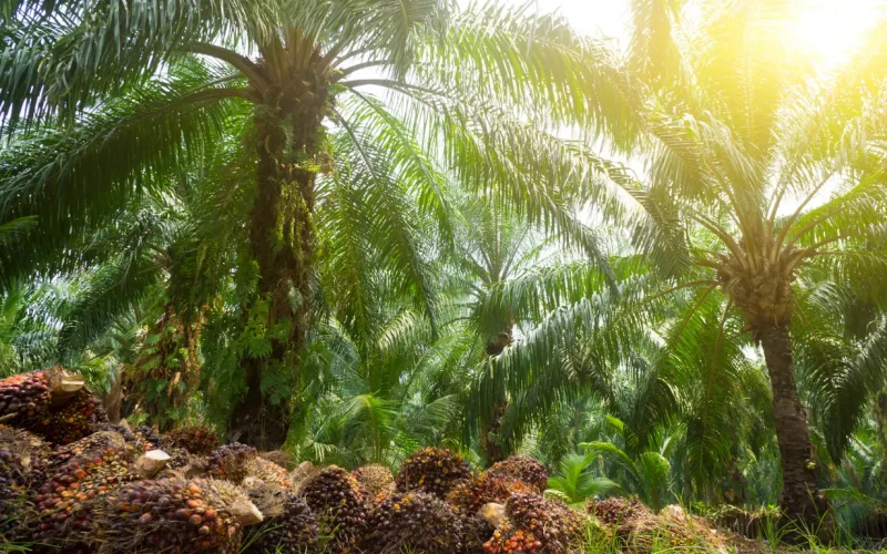 Ada Apa dengan Obsesi Berlebihan Prabowo pada Sawit? Ada Apa dengan Obsesi Berlebihan Prabowo pada Sawit?